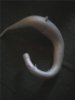 ptr pipe.jpg