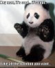 funny-pictures-panda-will-let-you-t.jpg