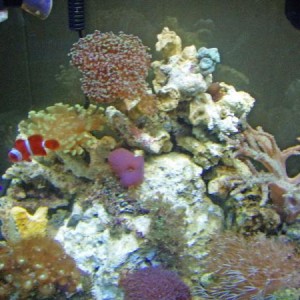 my reef tank
