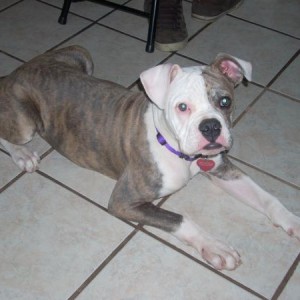 maybee when she was a puppy shes an american bulldog