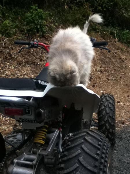 checkin out the new tires