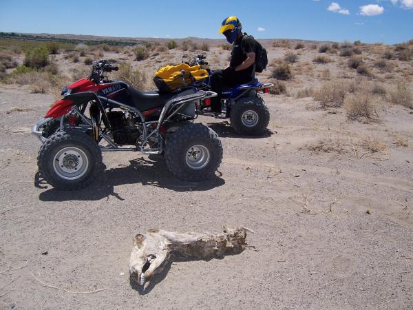 Dead things in the desert