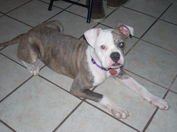 maybee when she was a puppy shes an american bulldog