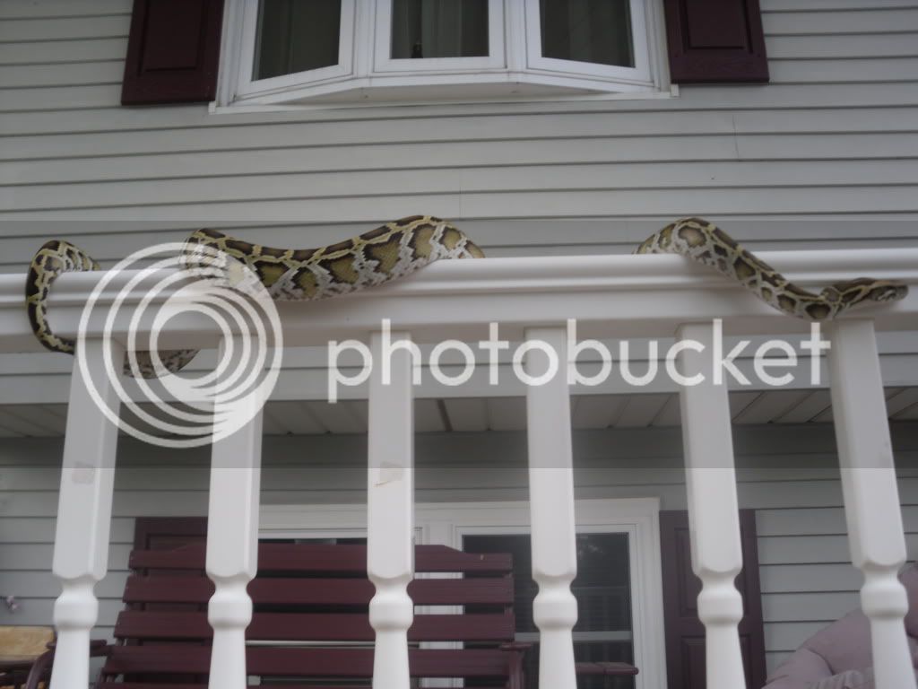 colessnakes002.jpg