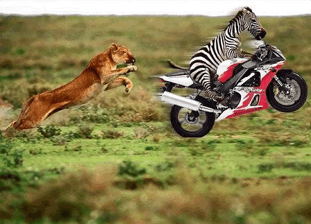 zebra20lion.gif