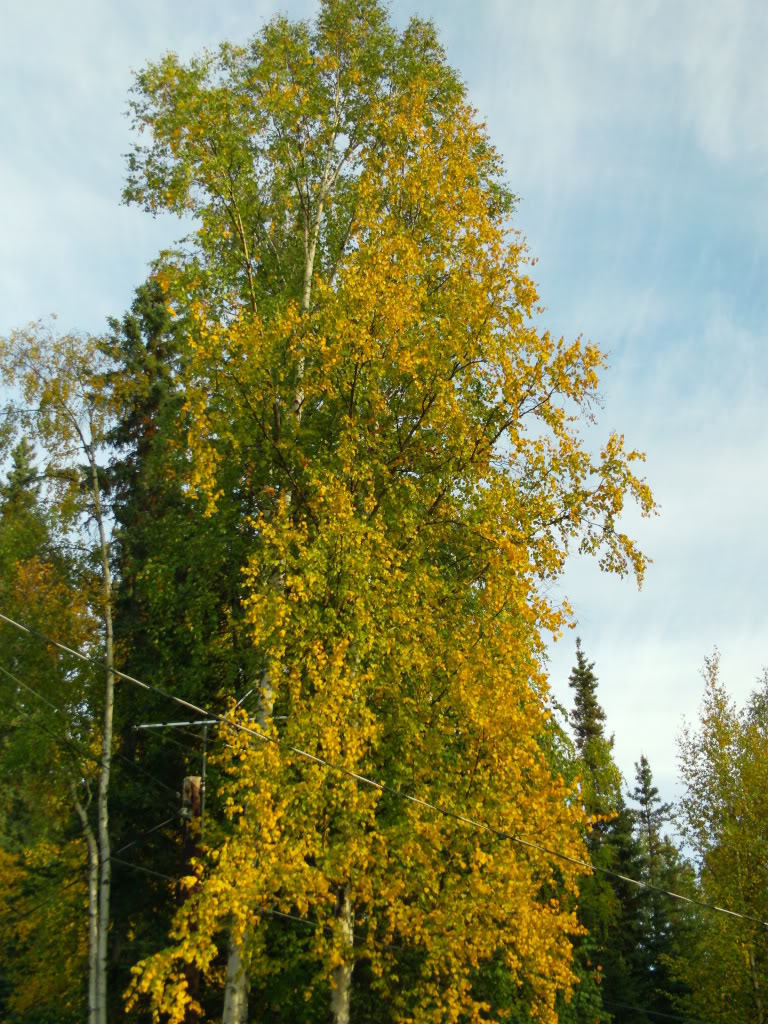 IMG00253.jpg