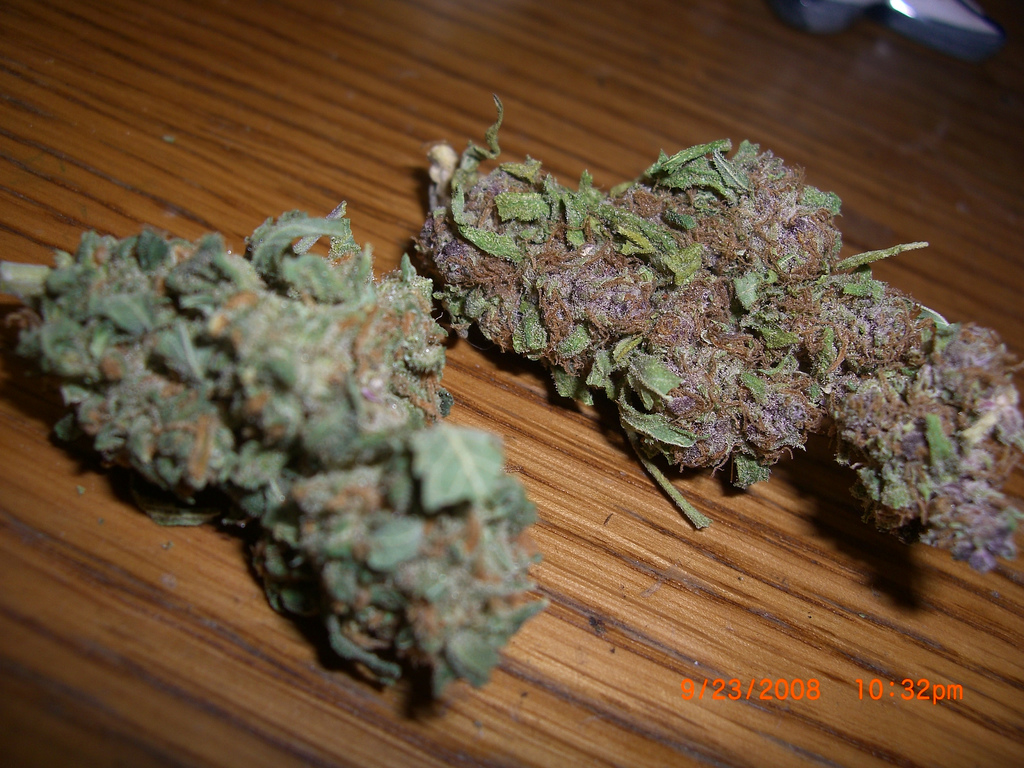 purple_rhino1.jpg