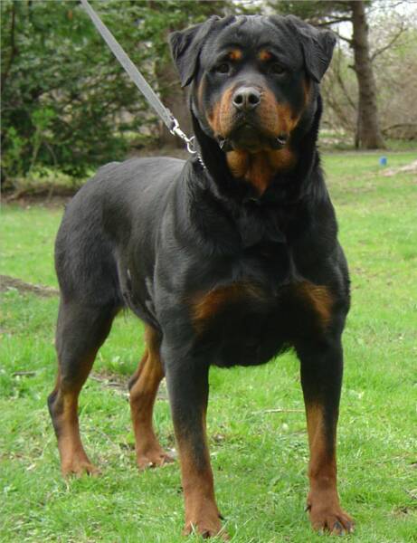 rottweiler.jpg