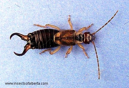 2006-apr-3_earwig.jpg