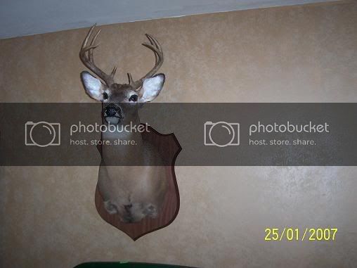 deerpix001.jpg