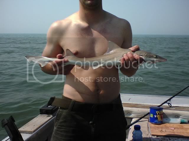 shark.jpg