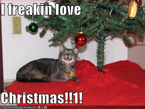 funny-pictures-cat-loves-christmas.jpg