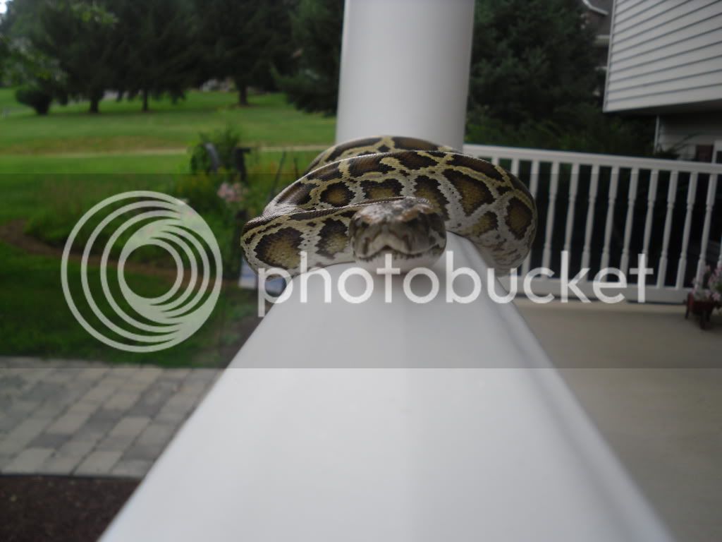 colessnakes006.jpg