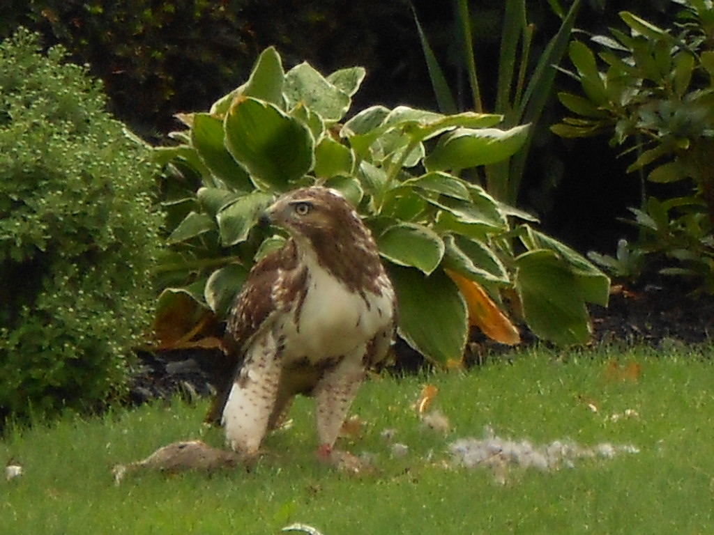 Hawk9.jpg