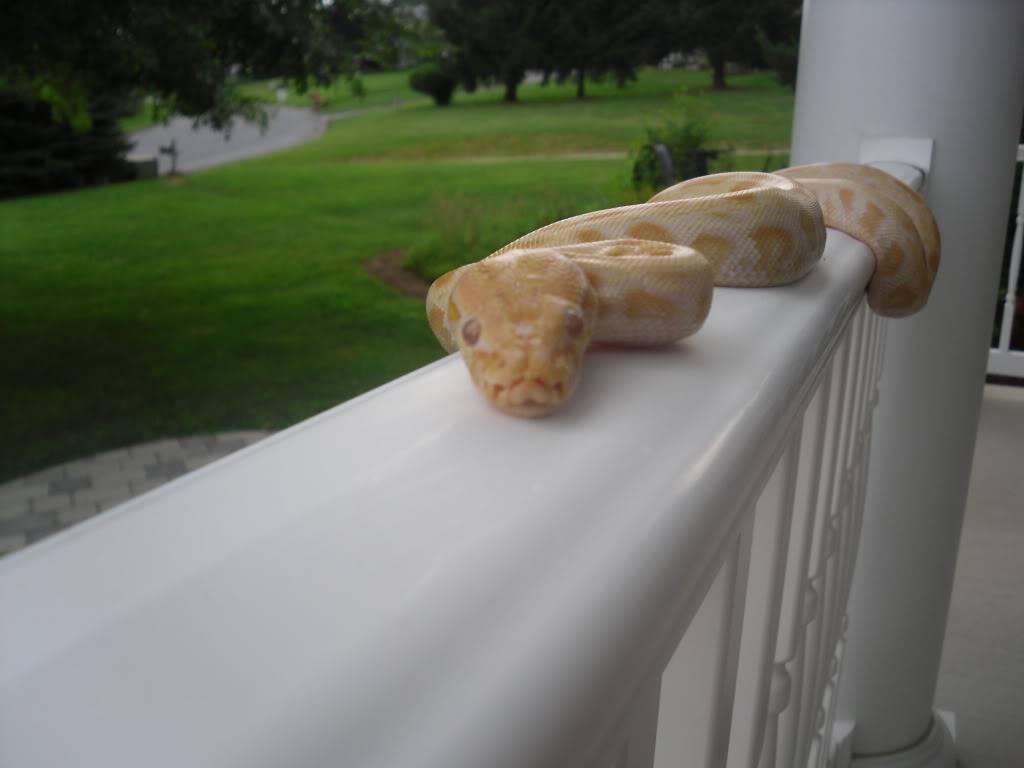 colessnakes007.jpg