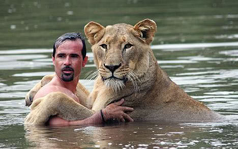 lion-swimming-south-africa-photo234.jpg
